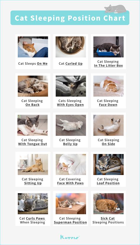 15+ Cat Sleeping Positions Guide: Common Patterns & Meanings - KATRIS