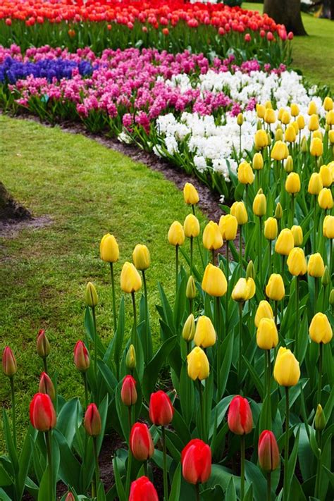 Inspiring Tulip Garden Ideas - Town & Country Living