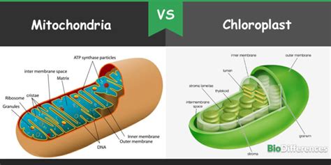 Difference Between Mitochondria and Chloroplast – Bio Differences