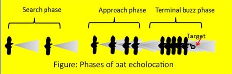 Echolocation of Bats, Echolocation of Bats, Types of Calls, Self-deafening