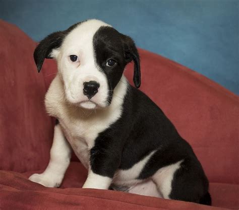 Bulloxer dog for Adoption in Potomac, MD. ADN-754329 on PuppyFinder.com ...