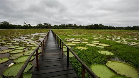 Brazilian Pantanal