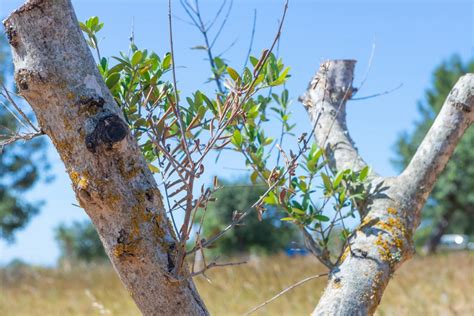 What is Xylella Fastidiosa? - Click here to discover Xylella