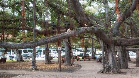 How The Iconic Lahaina Banyan Got To Hawaii