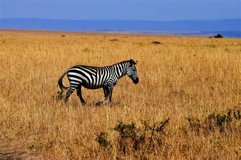 Free Images : prairie, adventure, wildlife, herd, grazing, africa ...