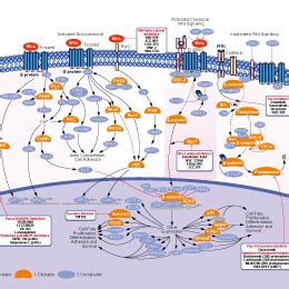 Wnt/beta-catenin阻害 | Wnt/beta-catenin Inhibition