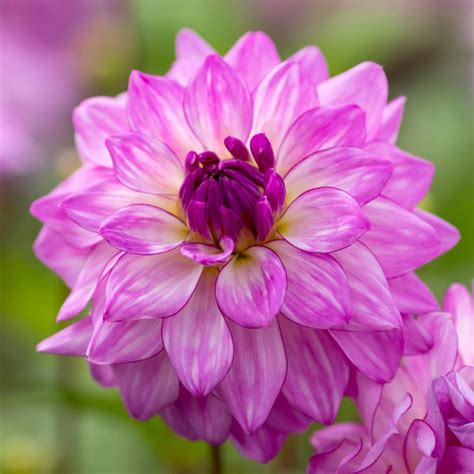 Dahlia Bulbs | Flower farm, Longfield gardens, Dahlia