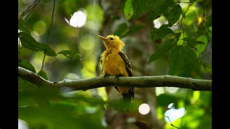 Yasuni Wilderness: Birds - YouTube