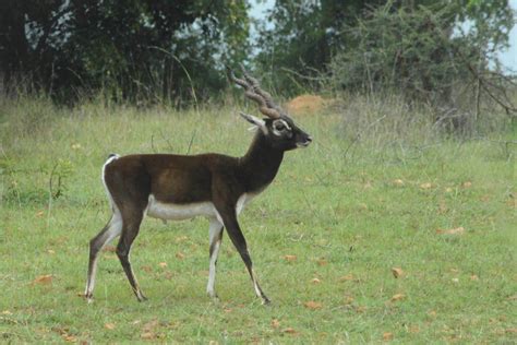 Complete list of all Wildlife Sanctuaries of Karnataka, India