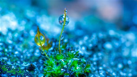 Focus Photography Of Green Leaf Grass With Water Drop In Blue ...