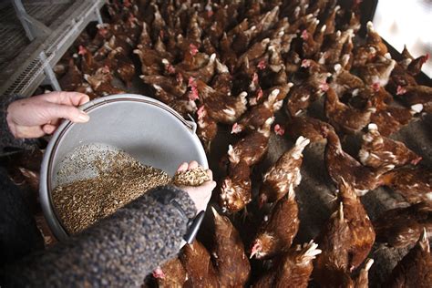 The bigger picture: Running out of organic feed - Poultry World