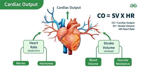 Cardiac Output - Definition, Measurement, and Cardiac Index - GeeksforGeeks