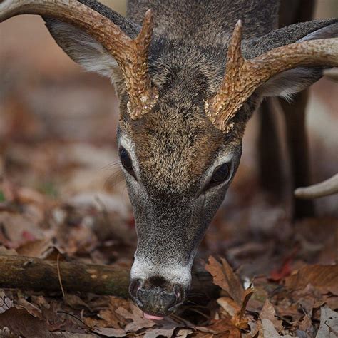 How to Hunt Big, Old, Mature Bucks - Realtree Camo