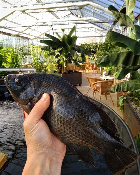 Fresh frozen Tilapia from aquaponics / kg - Go Nature Market