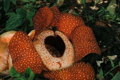 Bunga Rafflesia – Keunikan dan Kecantikan Tumbuhan Terbesar di Dunia ...