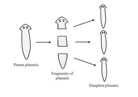 Fragmentation: Definition, Diagram, Examples and its Process