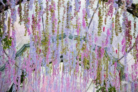 These Photos of Japan's Wisteria Tunnel Are Straight Out Of a Fairytale ...