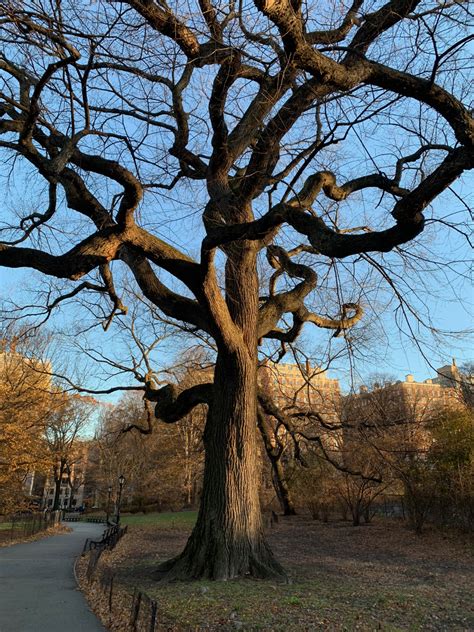 Central Park tree with light - Improvised Life