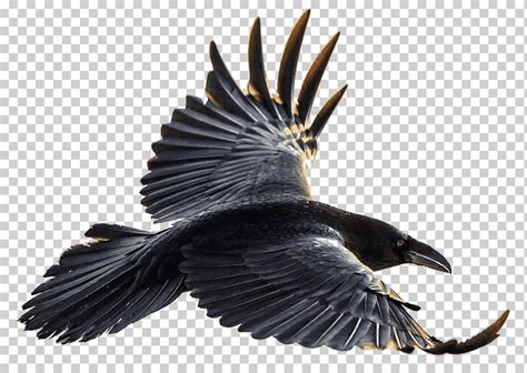 Bird, American Crow, Common Raven, Flight, Magpie, House Crow, Carrion ...