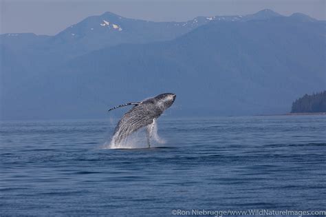 Breaching Humpback Whale | Inside Passage, Alaska. | Photos by Ron ...