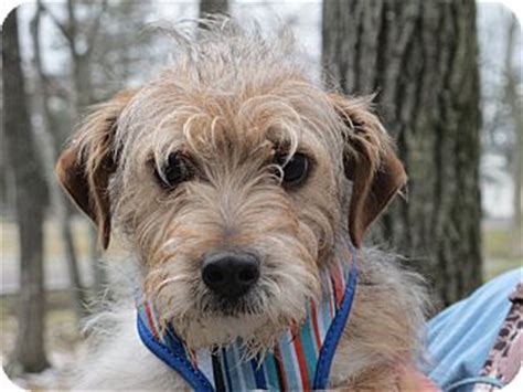 Toby | Adopted Puppy | LM | Portland, ME | Wirehaired Fox Terrier Mix