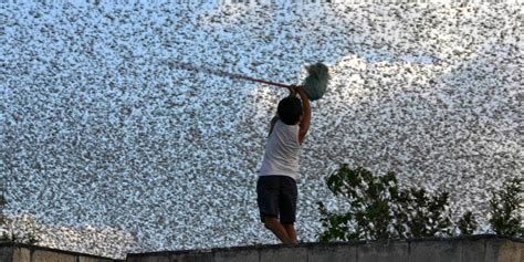 Swarms of locusts are plaguing Argentina - Business Insider