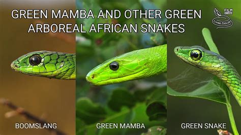 Deadly venomous Eastern green mamba, green arboreal snakes, Boomslang ...