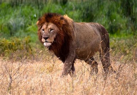 Top 10 Things to do in the Serengeti National Park in Tanzania