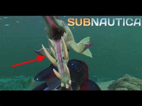 Subnautica - HOW TO TAME AND GET STALKER TEETH - YouTube