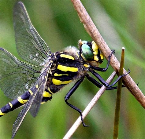 Michael Foley's Dragonflies ©: Golden-ringed Dragonfly (Cordulegaster ...