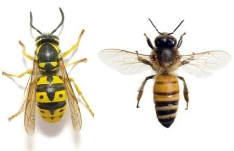 Wasp Queen Identification