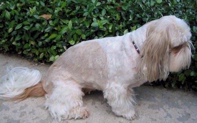 Shih Tzu Haircut | Shih Tzu puppies | Florida Shih Tzu