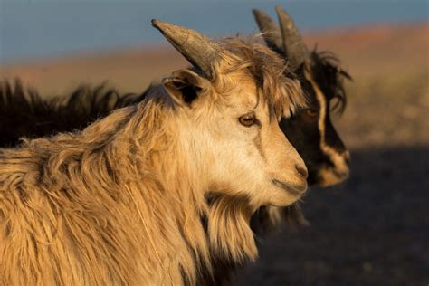 Cashmere Goats in Mongolia | Copyright-free photo (by M. Vorel) | LibreShot