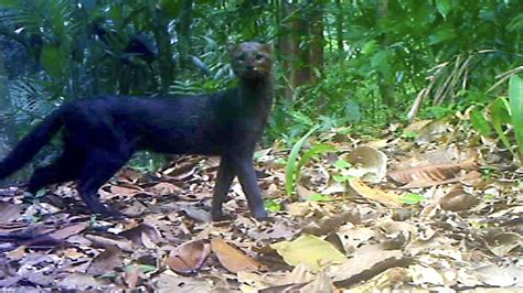 My Haunting Image of a Jaguarundi Cat : r/pics