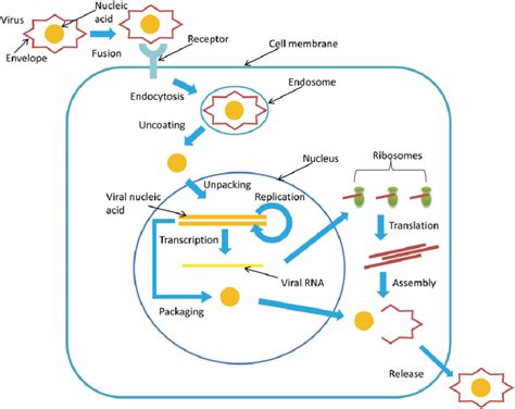 Life Cycle Of A Typical Virus