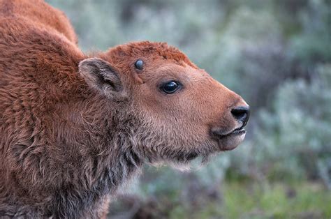 Bison Calf | Sean Crane Photography