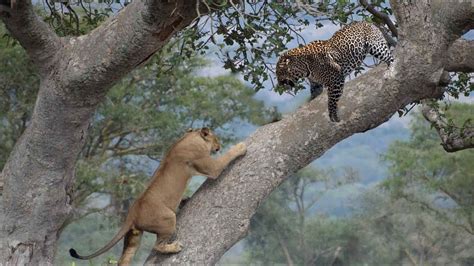 Treetop Tussle: Lion and Leopard Fall Out of Tree in Intense Fight for ...