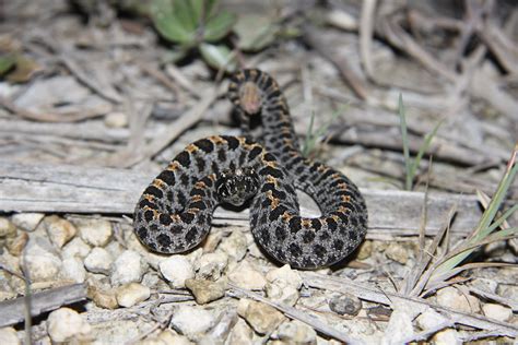 Picture Of Baby Pygmy Rattlesnake - Baby Viewer