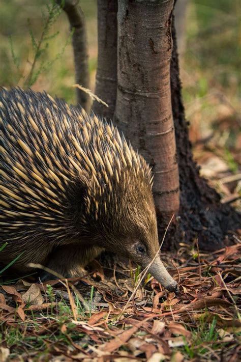 an eceat foraging in the grass next to a tree and some leaves on the ground