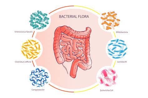 Gut Microbiome Directs the Immune System to Fight Cancer ...