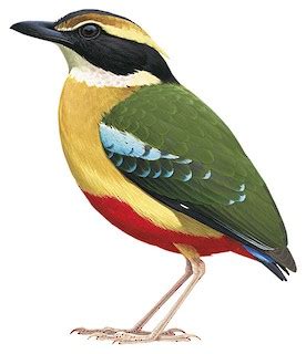 Pittidae - Pittas - Birds of the World