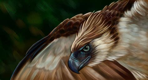 Philippine Eagle Wallpaper Desktop