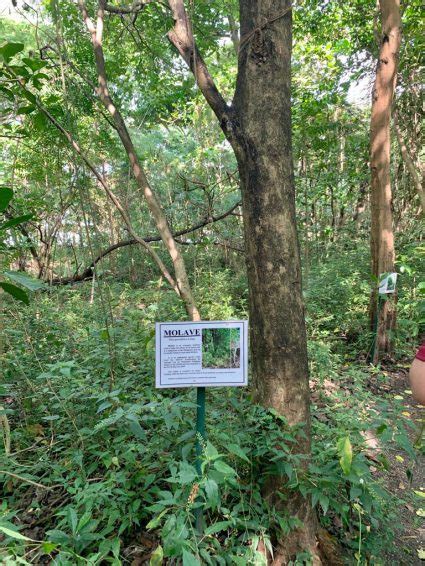 Molave Tree (Vitex parviflora) – SCPW Wetlands Bioblitz