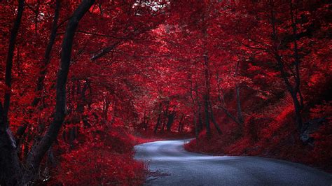 Autumn Road Route Forest Wallpapers - Wallpaper Cave