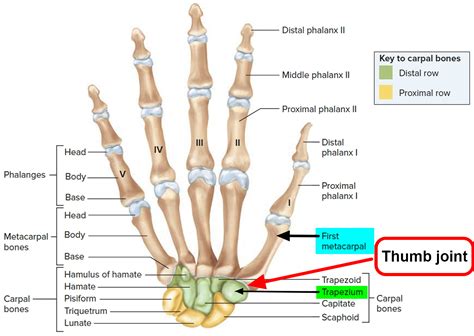 Anatomy Of Thumb Joint