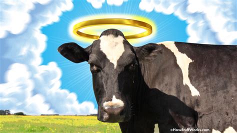 Holy Cow Funny Pictures - All About Cow Photos