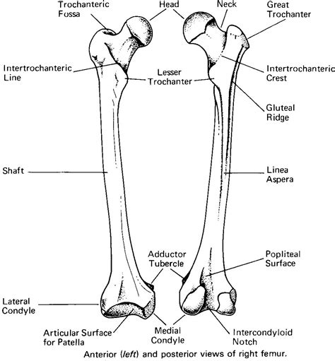 Bony landmarks of the femur - Basic | Anatomy, Diagnostic medical ...