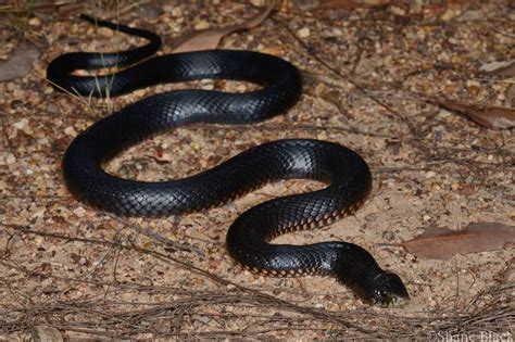 Red-bellied Black Snake (Pseudechis porphyriacus) | Snake, Queensland ...