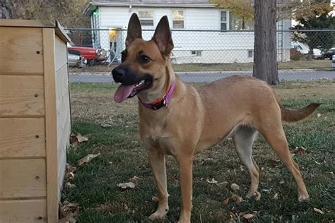 Adorable Cheyenne Dog Has Waited Over 200 Days To Be Adopted