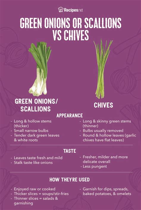 Chives vs Green Onions vs Scallions: What's the Difference? - Recipes.net